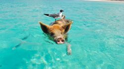 Unveiling the Romantic Charm: Exploring Enchanting Getaways in the Bahamas
