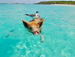 Unveiling the Romantic Charm: Exploring Enchanting Getaways in the Bahamas